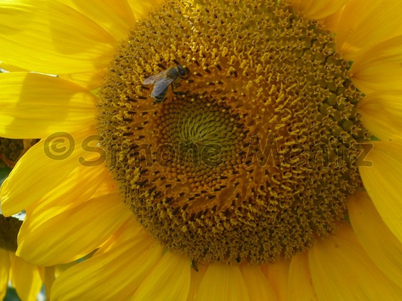 Images/Sonnenblumen_ (14).jpg